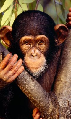 Portrait de Chimpanzé Mignon