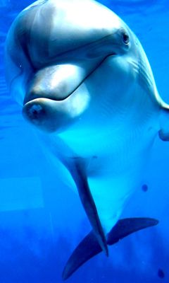Dauphin souriant sous l'eau