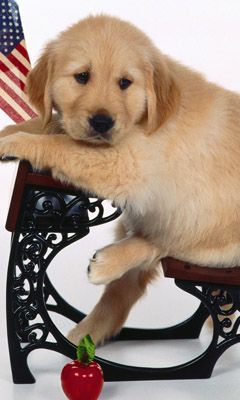 Chiot Golden Retriever Mignon