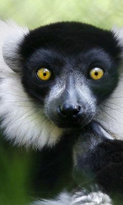 Lémur aux Yeux Jaunes Étonnants