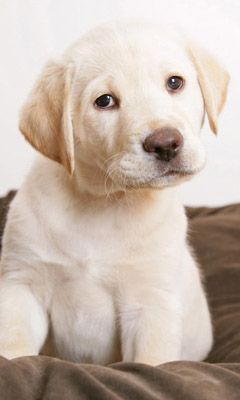 Chiot Labrador Mignon
