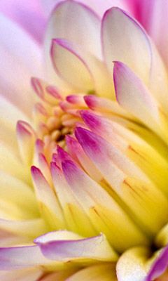 Belle Fleur en Gros Plan