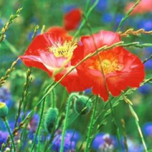 Pavots Rouges Vifs en Fleurs
