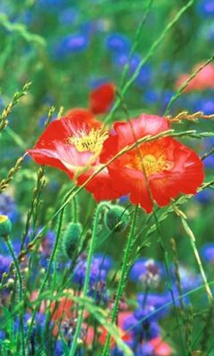 Pavots Rouges Vifs en Fleurs