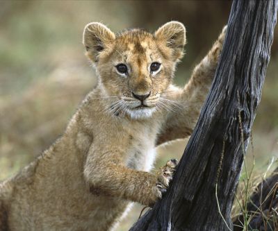 Mignon Petit Lion