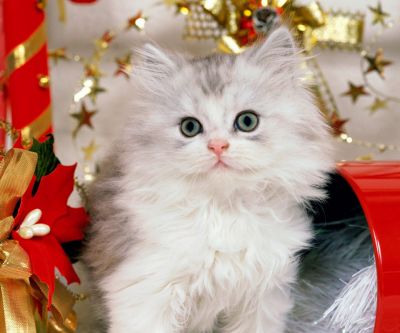 Mignon Chat de Noël