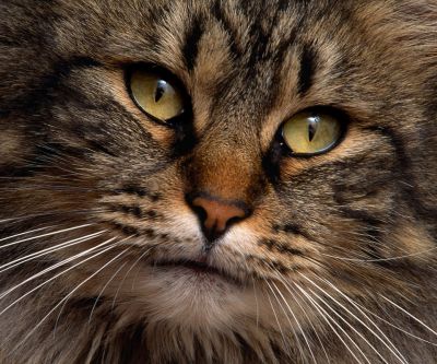 Chat Majestueux en Gros Plan