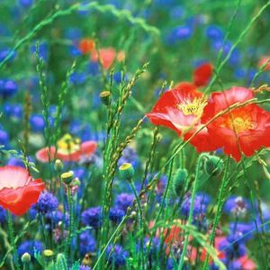 Champ de Fleurs Sauvages Vibrantes