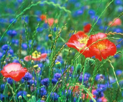 Champ de Fleurs Sauvages Vibrantes