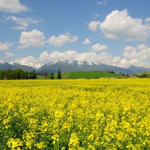 Champ de Fleurs Jaunes Vives