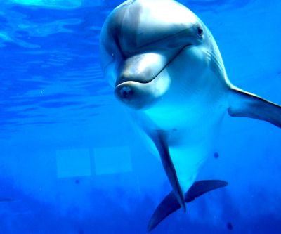 Dauphin Joueur Sous l'Eau