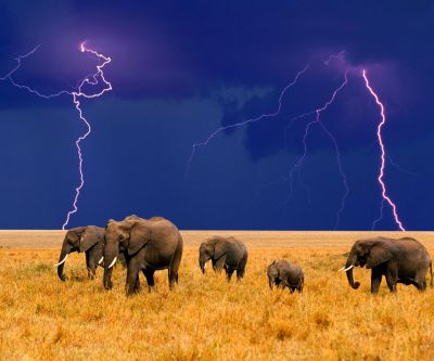 Éléphants sous l'Orage