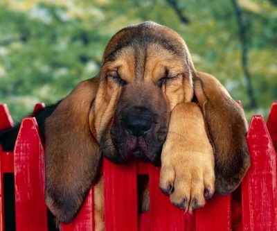 Chien Endormi Mignon