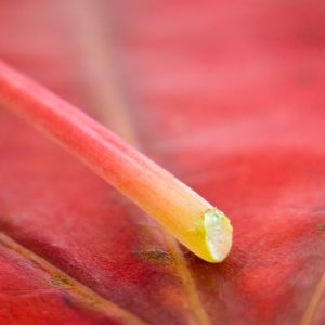 Gros plan sur une feuille colorée