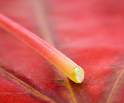 Gros plan sur une feuille colorée