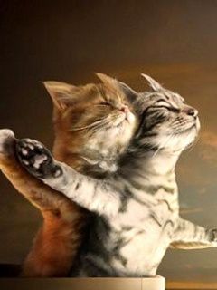 Chats mignons s'embrassant