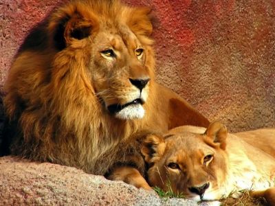 Lions Majestueux dans la Nature