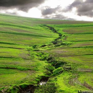 Paysage Verdoyant