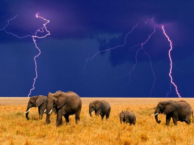 Éléphants sous l'Orage
