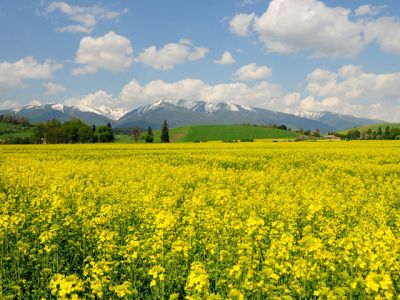 Champ de Fleurs Jaunes avec Montagnes