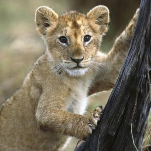Mignon Petit Lion