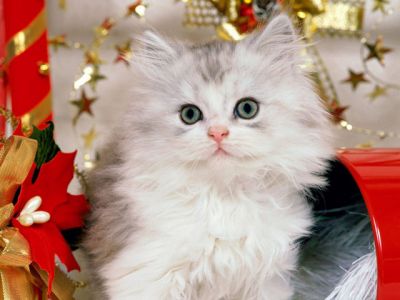 Mignon Chat de Noël