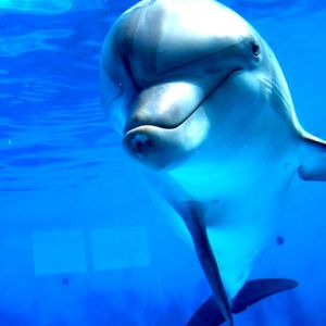 Dauphin Joueur Sous l'Eau