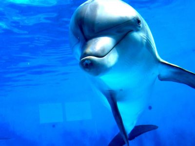 Dauphin Joueur Sous l'Eau