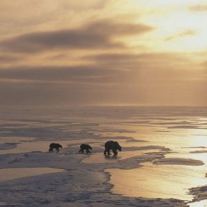 Ours Polaires au Coucher de Soleil