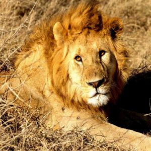 Lion Majestueux dans la Nature