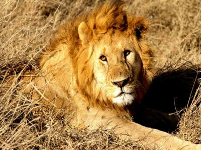 Lion Majestueux dans la Nature