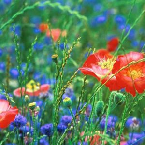 Champ de Fleurs Sauvages Vibrantes