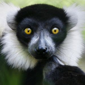 Lémur aux Yeux Étonnants