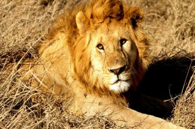 Lion Majestueux dans la Nature