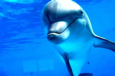 Dauphin Joueur Sous l'Eau