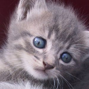Mignon Chaton Gris
