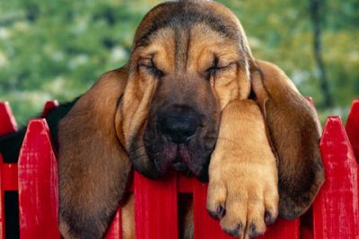 Chien Dormant Mignon