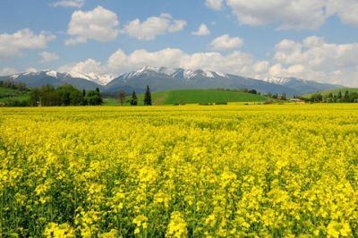 Champ de Fleurs Jaunes Vives