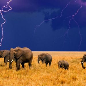 Éléphants sous l'Orage