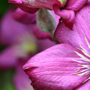 Fleurs Roses Vives