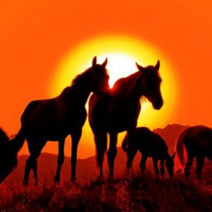 Silhouettes de Chevaux au Coucher de Soleil