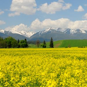 Beau paysage de montagne