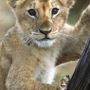 Mignon Petit Lion