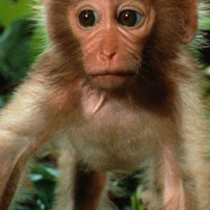 Singe Mignon dans la Nature
