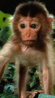 Singe Mignon dans la Nature