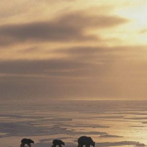 Ours Polaires sur la Glace