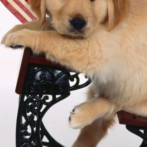 Chiot Golden Retriever Mignon