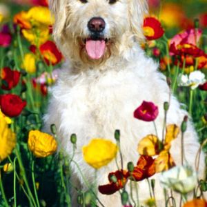 Chien Heureux dans un Champ de Fleurs