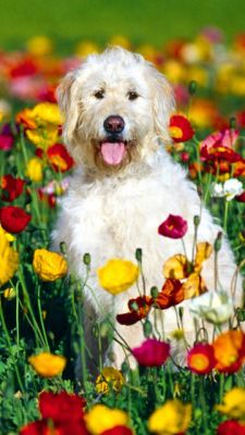 Chien Heureux dans un Champ de Fleurs