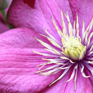 Fleur Rose Vibrante